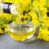 Wichita Winter Canola Seeds - 1000 Count Brassica Napus Cover Crop - Image 1