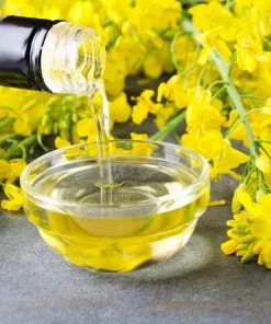 Wichita Winter Canola Seeds - 1000 Count Brassica Napus Cover Crop - Image 1