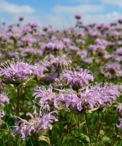 Wild Bergamot Seeds – Monarda fistulosa – 150 Seeds – Fragrant Purple Blooms - Image 2