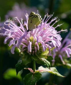 Wild Bergamot Seeds – Monarda fistulosa – 150 Seeds – Fragrant Purple Blooms - Image 3