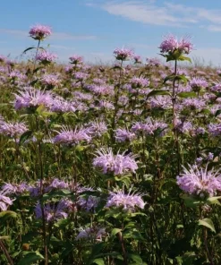 Wild Bergamot Seeds – Monarda fistulosa – 150 Seeds – Fragrant Purple Blooms - Image 4