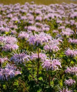 Wild Bergamot Seeds – Monarda fistulosa – 150 Seeds – Fragrant Purple Blooms - Image 5