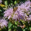 Wild Bergamot Seeds – Monarda fistulosa – 150 Seeds – Fragrant Purple Blooms - Image 1