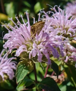 Wild Bergamot Seeds – Monarda fistulosa – 150 Seeds – Fragrant Purple Blooms - Image 1