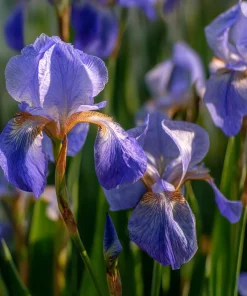Wild Blue Iris Seeds - 25 Rocky Mountain Iris Flower Seeds for Pollinators - Image 2