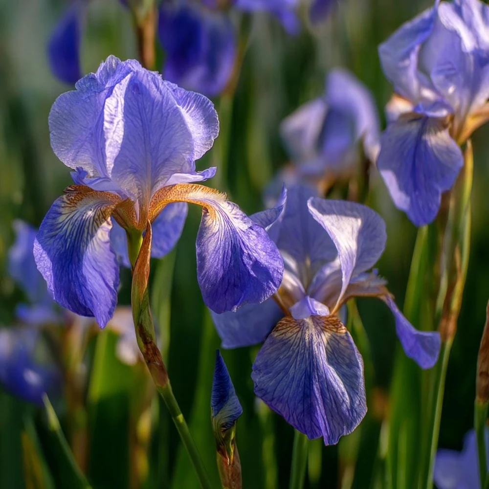 Wild Blue Iris Seeds - 25 Rocky Mountain Iris Flower Seeds for Pollinators - Image 2