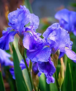 Wild Blue Iris Seeds - 25 Rocky Mountain Iris Flower Seeds for Pollinators - Image 3