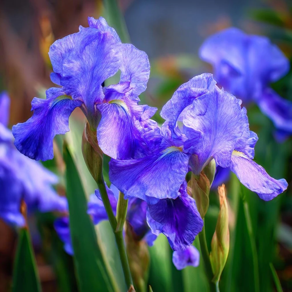 Wild Blue Iris Seeds - 25 Rocky Mountain Iris Flower Seeds for Pollinators - Image 3