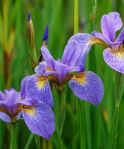 Wild Blue Iris Seeds - 25 Rocky Mountain Iris Flower Seeds for Pollinators - Image 4