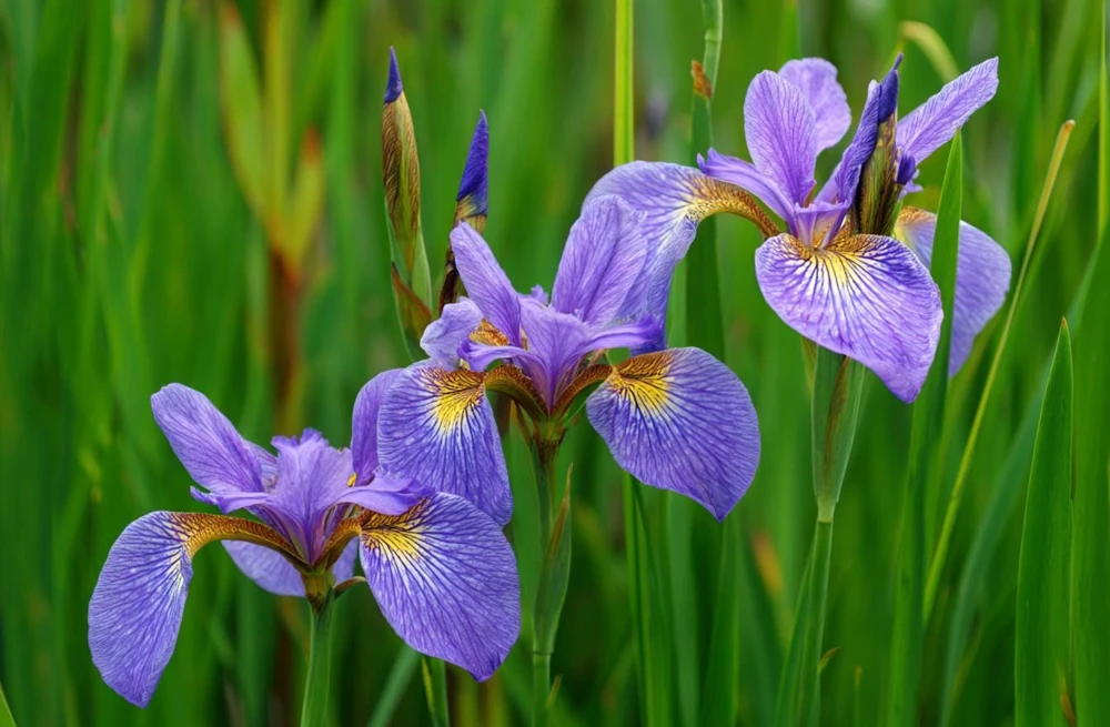 Wild Blue Iris Seeds - 25 Rocky Mountain Iris Flower Seeds for Pollinators - Image 4