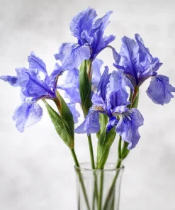 Wild Blue Iris Seeds - 25 Rocky Mountain Iris Flower Seeds for Pollinators - Image 1