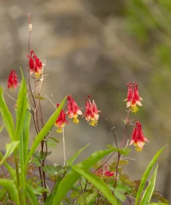 Wild Columbine Aquilegia Canadensis Flower Seeds - 100 Seeds - Image 3