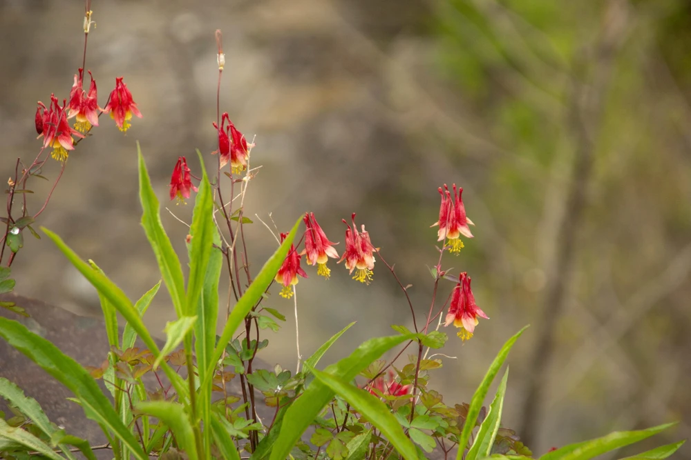 Wild Columbine Aquilegia Canadensis Flower Seeds - 100 Seeds - Image 3