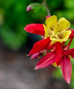 Wild Columbine Aquilegia Canadensis Flower Seeds - 100 Seeds - Image 4