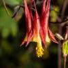 Wild Columbine Aquilegia Canadensis Flower Seeds - 100 Seeds - Image 1