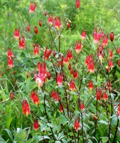 Wild Columbine Aquilegia canadensis Starter Plant 3 Inch Pot - Native Perennial - Image 2