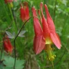 Wild Columbine Aquilegia canadensis Starter Plant 3 Inch Pot - Native Perennial - Image 1