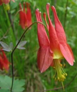 Wild Columbine Aquilegia canadensis Starter Plant 3 Inch Pot - Native Perennial - Image 1