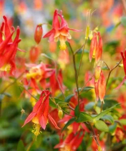 Wild Columbine Aquilegia canadensis Starter Plant 3 Inch Pot - Native Perennial - Image 3