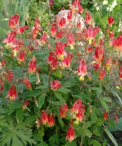 Wild Columbine Aquilegia canadensis Starter Plant 3 Inch Pot - Native Perennial - Image 4
