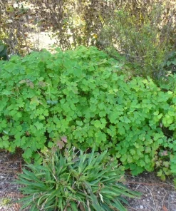 Wild Columbine Aquilegia canadensis Starter Plant 3 Inch Pot - Native Perennial - Image 5