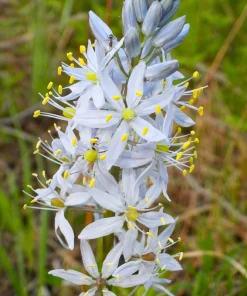 Wild Hyacinth Seeds - 25 Camassia Scilloides Native Flower Seeds, Pale Blue, 18-24" Tall - Image 2