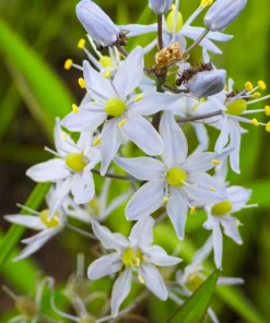 Wild Hyacinth Seeds - 25 Camassia Scilloides Native Flower Seeds, Pale Blue, 18-24