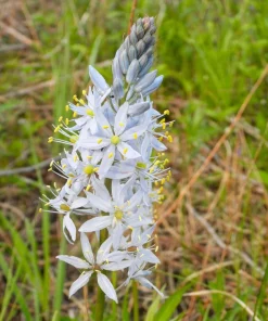 Wild Hyacinth Seeds - 25 Camassia Scilloides Native Flower Seeds, Pale Blue, 18-24