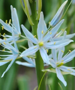 Wild Hyacinth Seeds - 25 Camassia Scilloides Native Flower Seeds, Pale Blue, 18-24