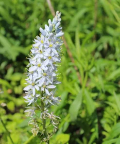Wild Hyacinth Seeds - 25 Camassia Scilloides Native Flower Seeds, Pale Blue, 18-24