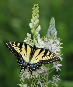 Wild Hyacinth Seeds - 25 Camassia Scilloides Native Flower Seeds, Pale Blue, 18-24