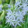 Wild Hyacinth Seeds - 25 Camassia Scilloides Native Flower Seeds, Pale Blue, 18-24" Tall - Image 1