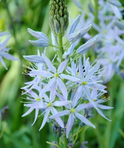 Wild Hyacinth Seeds - 25 Camassia Scilloides Native Flower Seeds, Pale Blue, 18-24" Tall - Image 1