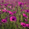 Wild Petunia Seeds – 250 Colorful Hardy Blooms, Easy Annual for Gardens & Containers - Image 1