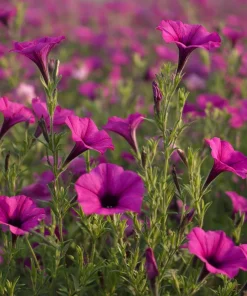 Wild Petunia Seeds – 250 Colorful Hardy Blooms, Easy Annual for Gardens & Containers - Image 1