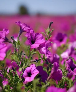 Wild Petunia Seeds – 250 Colorful Hardy Blooms, Easy Annual for Gardens & Containers - Image 2