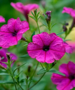 Wild Petunia Seeds – 250 Colorful Hardy Blooms, Easy Annual for Gardens & Containers - Image 3
