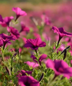 Wild Petunia Seeds – 250 Colorful Hardy Blooms, Easy Annual for Gardens & Containers - Image 4