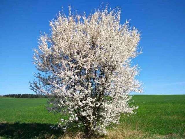 Wild Plum Cuttings - Set of 12 Unrooted for Grafting & Rooting - Image 2