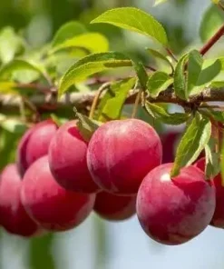 Wild Plum Cuttings Set of 12 Unrooted - Grow Your Own Plum Trees - Image 3