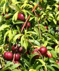 Wild Plum Cuttings Set of 12 Unrooted - Grow Your Own Plum Trees - Image 4
