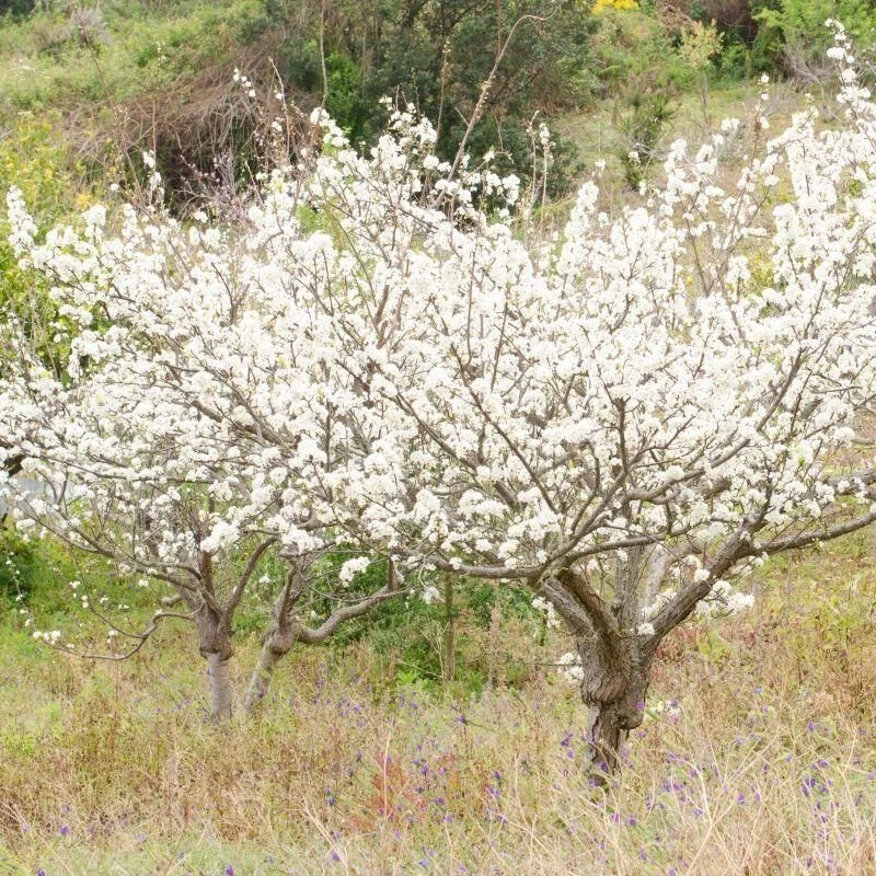 Wild Plum Cuttings Set of 12 Unrooted - Grow Your Own Plum Trees - Image 1