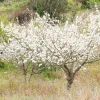 Wild Plum Cuttings – Set of 12 Unrooted – Prunus americana – Outdoor Shrub - Image 1
