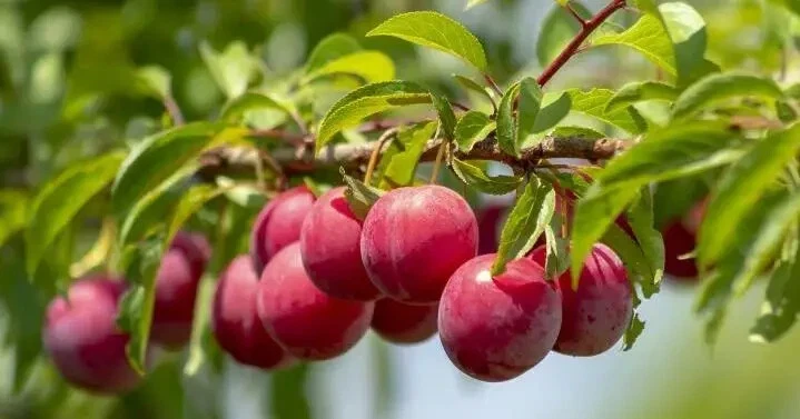 Wild Plum Cuttings – Set of 12 Unrooted – Prunus americana – Outdoor Shrub - Image 3