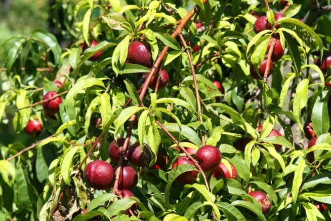 Wild Plum Cuttings – Set of 12 Unrooted – Prunus americana – Outdoor Shrub - Image 4
