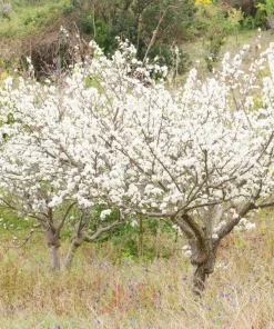 Wild Plum Tree Live Plant (Prunus americana) - Set of 2, 12-24 Inches Tall, Outdoor - Image 4
