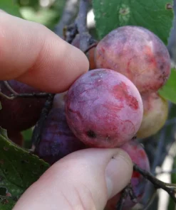 Wild Plum Tree Live Plant (Prunus americana) - Set of 2, 12-24 Inches Tall, Outdoor - Image 6