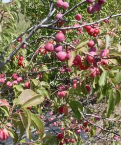 Wild Plum Tree Live Plant (Prunus americana) - Set of 2, 12-24 Inches Tall, Outdoor - Image 9