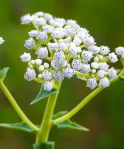 Wild Quinine Seeds - 50 Count, American Feverfew, Heirloom Medicinal Herb - Image 2