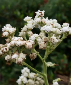 Wild Quinine Seeds - 50 Count, American Feverfew, Heirloom Medicinal Herb - Image 3